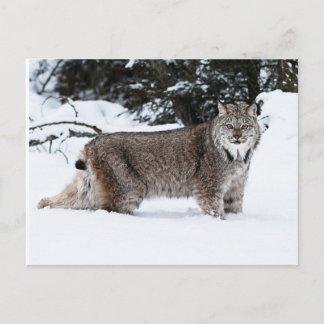 Canadian Lynx i Snö Vykort