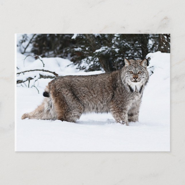 Canadian Lynx i Snö Vykort (Framsida)