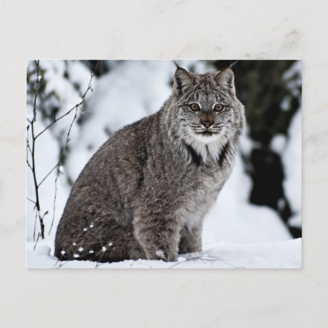 Canadian Lynx i Snö Vykort (Framsida)