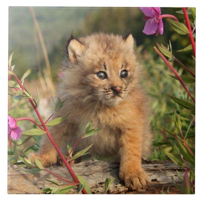 Canadian Lynx Kitten, Alaska Kakelplatta (Framsidan)