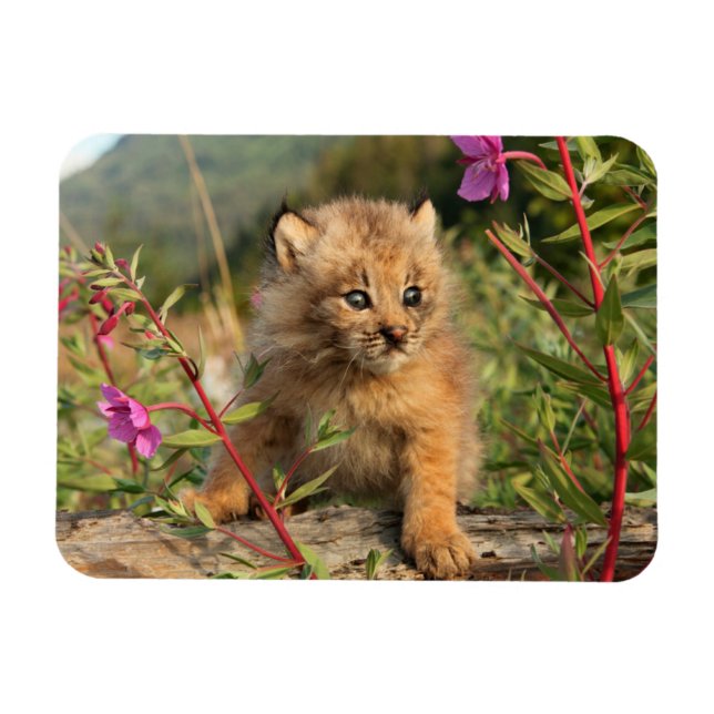 Canadian Lynx Kitten, Alaska Magnet (Horisontell)
