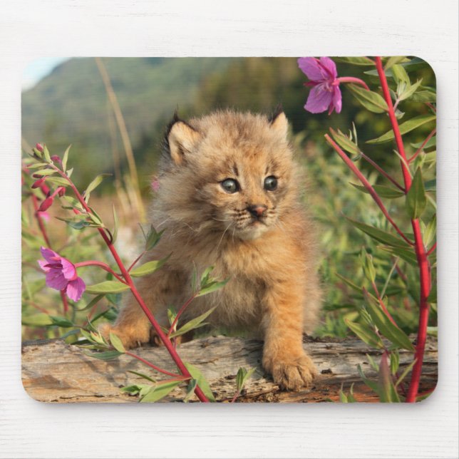 Canadian Lynx Kitten, Alaska Musmatta (Framsidan)