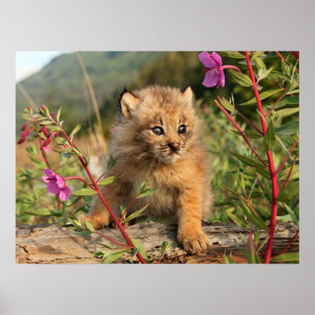 Canadian Lynx Kitten, Alaska Poster (Framsidan)
