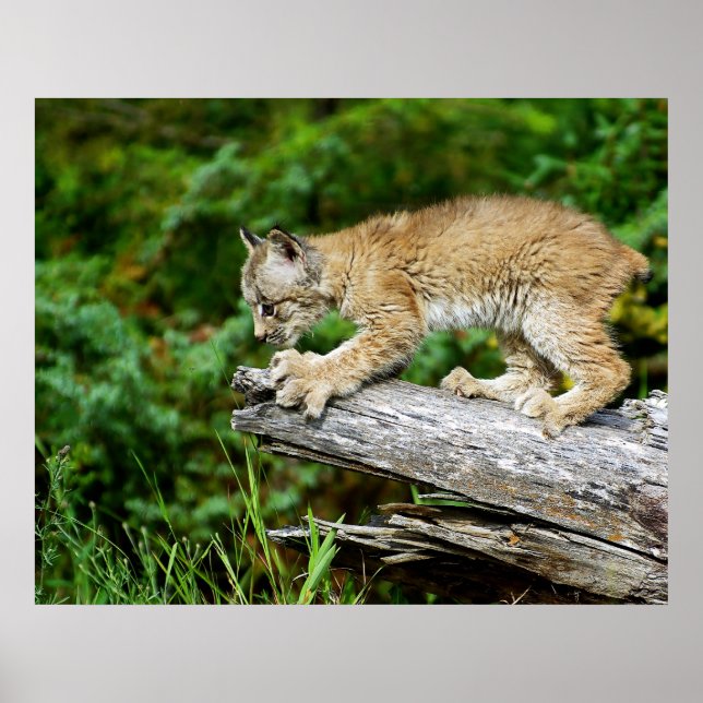Canadian Lynx Kitten på Hunt Poster (Framsidan)