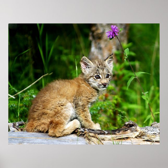Canadian Lynx Kitten Poster (Framsidan)