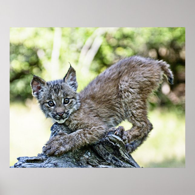 Canadian Lynx Kitten Poster (Framsidan)