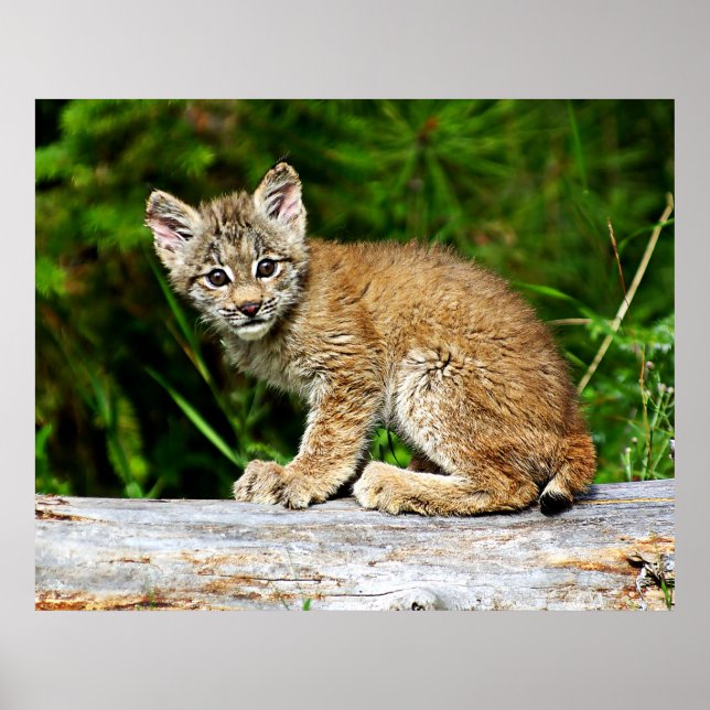 Canadian Lynx Kitten Poster (Framsidan)