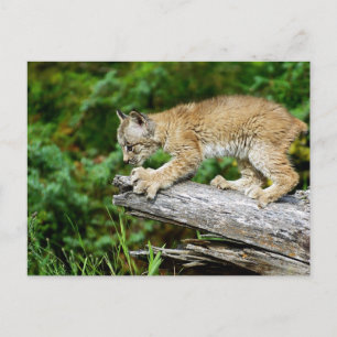 Canadian Lynx Kitten-Redo till Pounsig Vykort