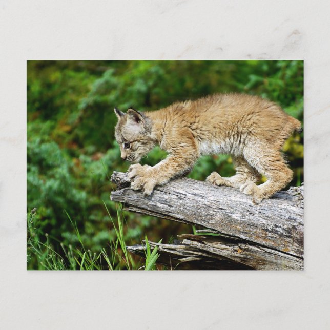 Canadian Lynx Kitten-Redo till Pounsig Vykort (Framsida)