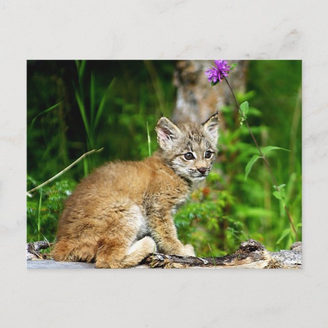 Canadian Lynx Kitten Vykort (Framsida)