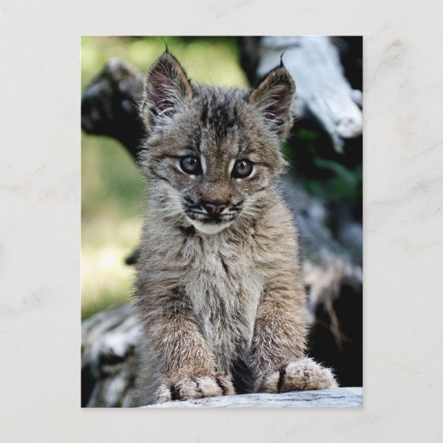 Canadian Lynx Kitten Vykort (Framsida)