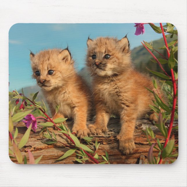 Canadian Lynx Kittens, Alaska Musmatta (Framsidan)
