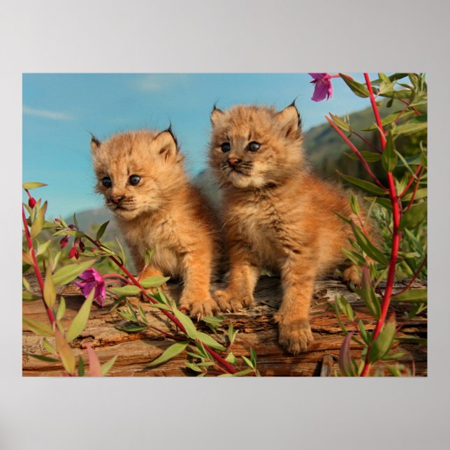 Canadian Lynx Kittens, Alaska Poster (Framsidan)