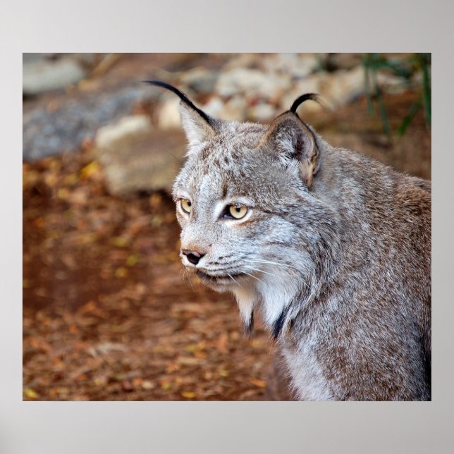 Canadian Lynx Poster (Framsidan)