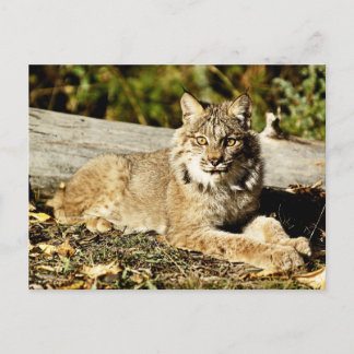 Canadian Lynx Vykort
