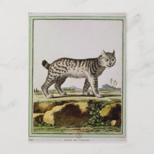 Canadian Lynx Vykort