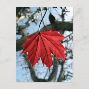 Canadian Maple Löv Vykort
