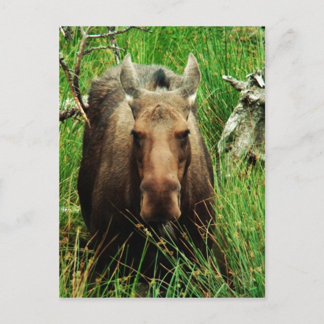 Canadian Moose Vykort (Framsida)