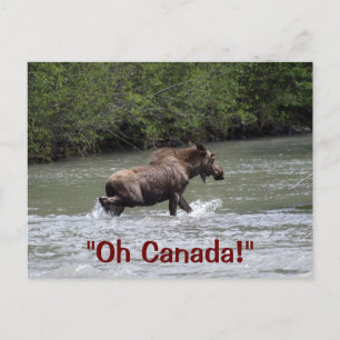 Canadian Moose Wildlife Animal Vykort