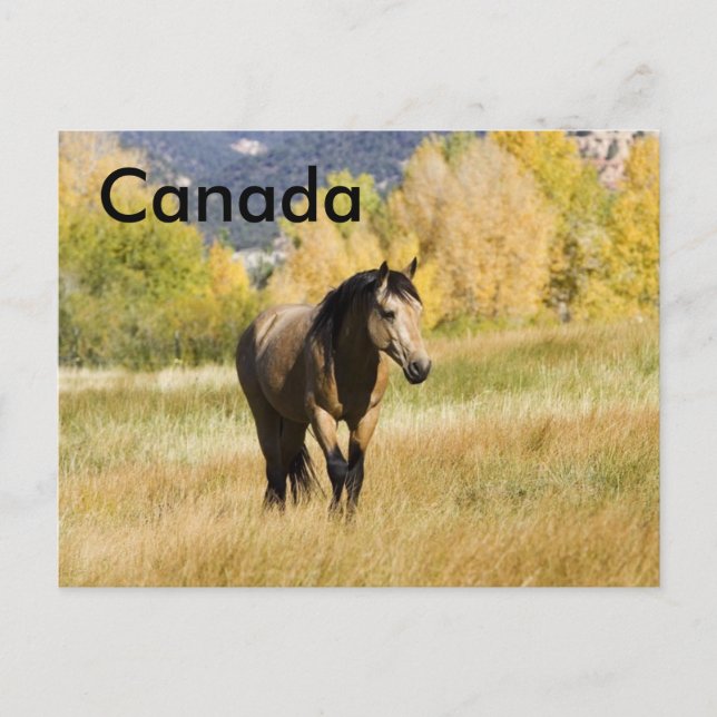 Canadian Postccard Vykort (Framsida)