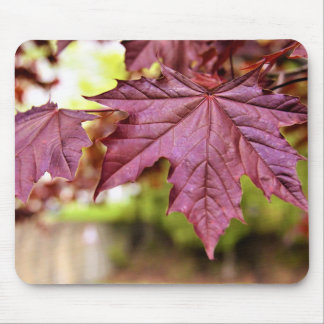 Canadian Red Maple Lövs Musmatta