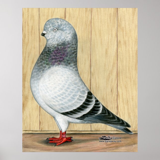 Canadian Show Tippler Pigeon Blue Grizzle Poster (Framsidan)