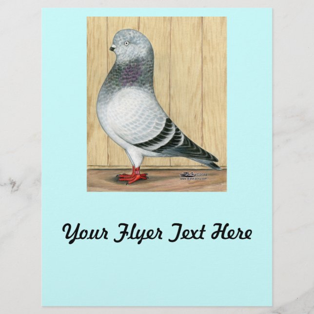 Canadian Show Tippler Pigeon Blue Grizzle Reklamblad (Framsidan)
