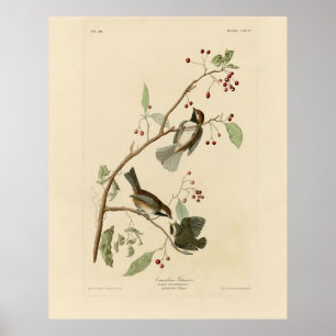 Canadian Titmus från Audubon's Birds of America Poster