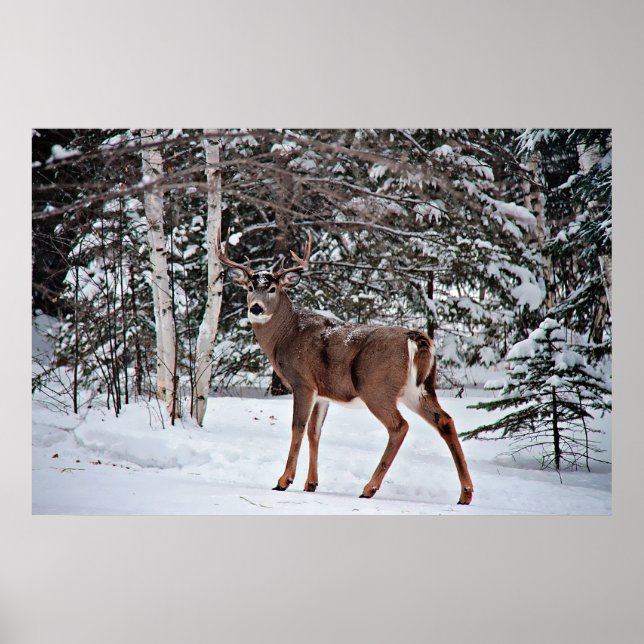 Canadian Whitetail Buck Poster (Framsidan)