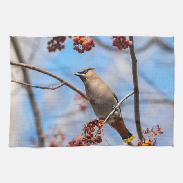 Canadian Wildlife: Bohemian Waxwing Photography Kökshandduk (Horisontell)