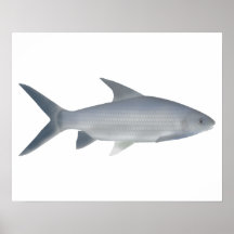 Canara Barb