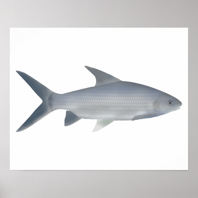 Canara Barb Poster (Framsidan)