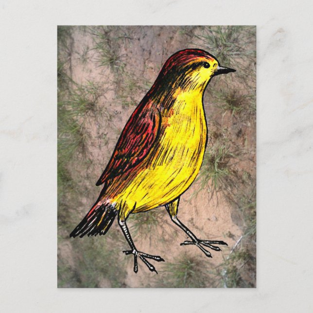Canary Bird Vykort (Framsida)
