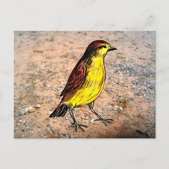 Canary Bird Vykort (Framsida)