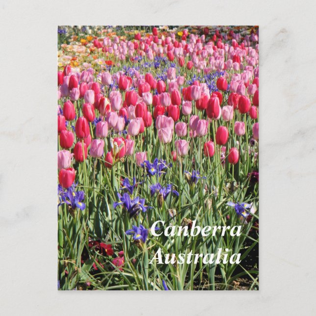 Canberra Australia vycard Vykort (Framsida)