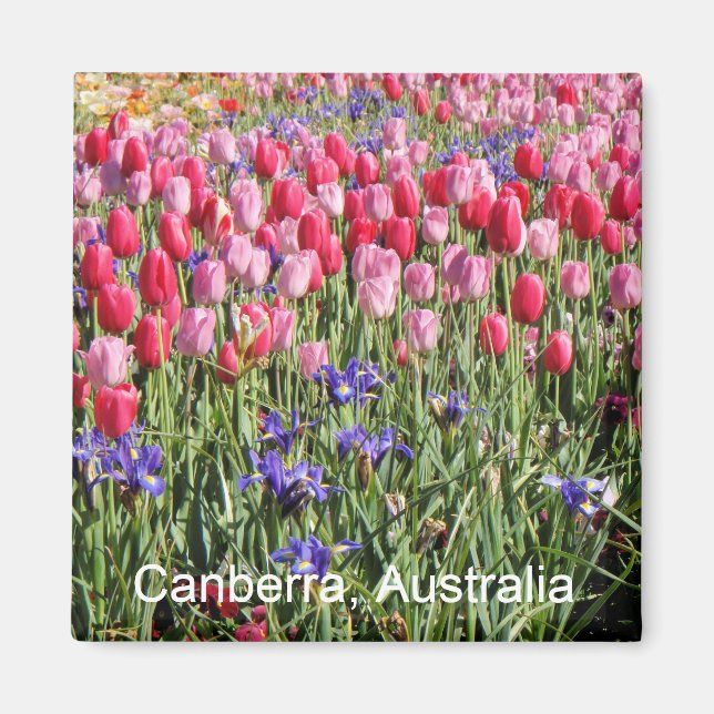 Canberra tulips magnet (Framsidan)