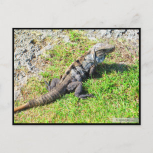 CANCUN #16 POSTCARD VYKORT