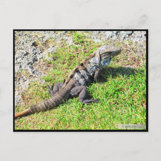 CANCUN #16 POSTCARD VYKORT (Framsida)