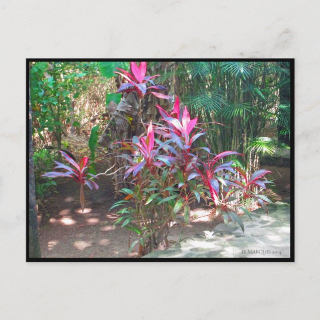 CANCUN #17 POSTCARD VYKORT (Framsida)