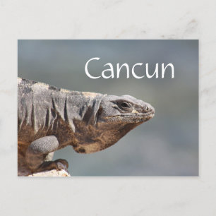 Cancun Mexico Iguana Vykort