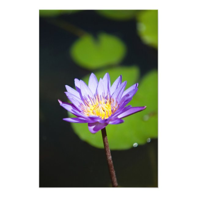 Cancun, Mexiko Fototryck (Framsidan)