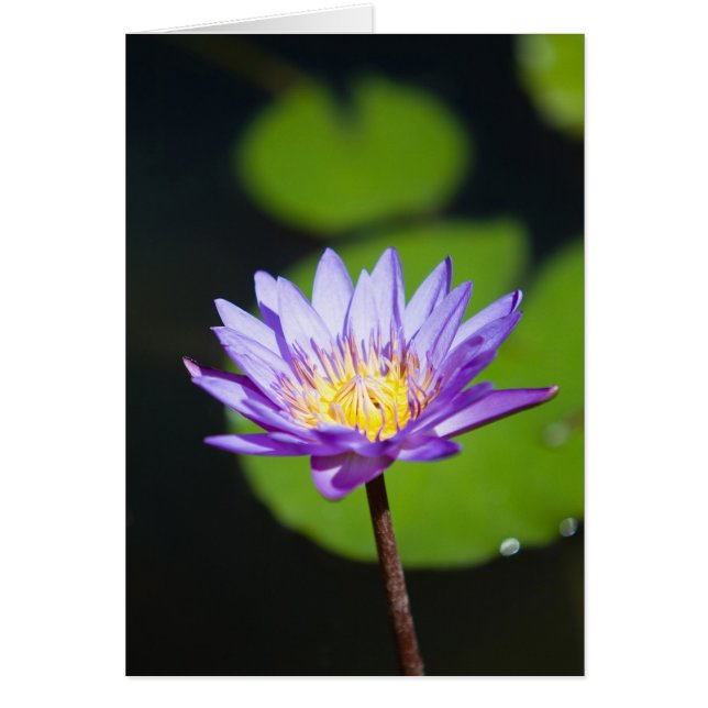 Cancun, Mexiko Hälsningskort (Framsidan)