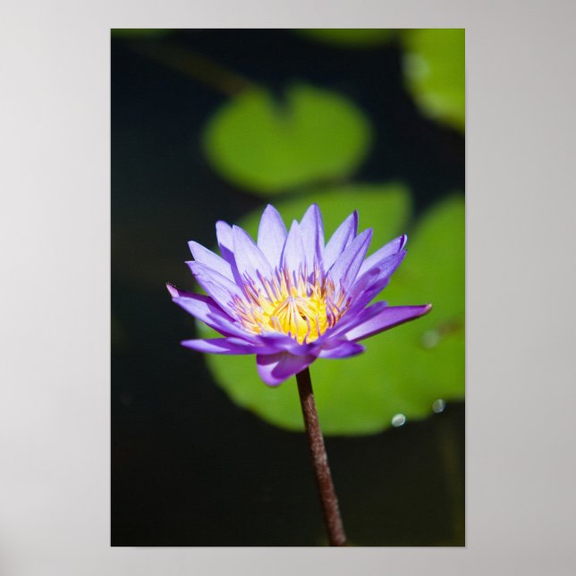 Cancun, Mexiko Poster (Framsidan)