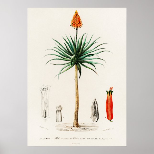 Candelabra aloe (aloe fruticosa) poster (Framsidan)