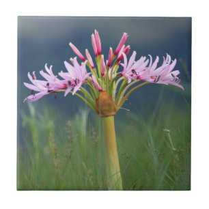 Candelabra blomma (Brunsvigia Radulosa), Umgeni Kakelplatta