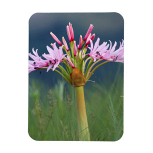 Candelabra blomma (Brunsvigia Radulosa), Umgeni Magnet