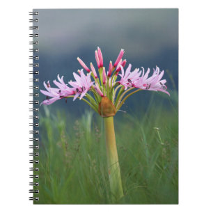 Candelabra Flower (Brunsvigia Radulosa), Umgeni Anteckningsbok Med Spiral