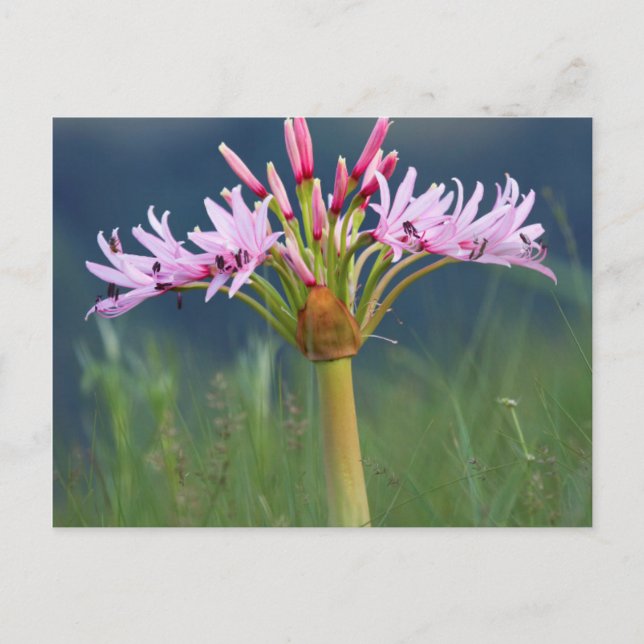 Candelabra Flower (Brunsvigia Radulosa), Umgeni Vykort (Framsida)