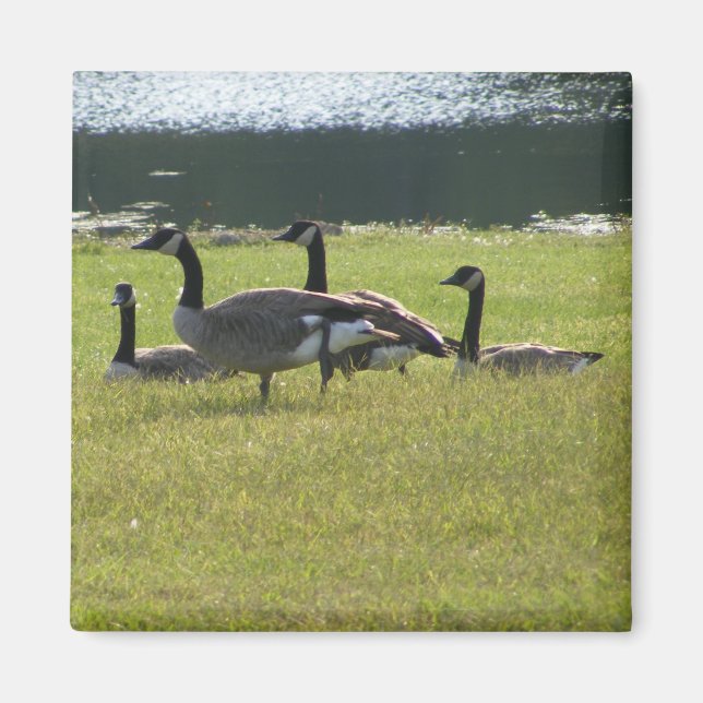 Candian Geese Magnet (Framsidan)