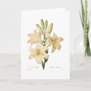 Candidum Lilium Kort